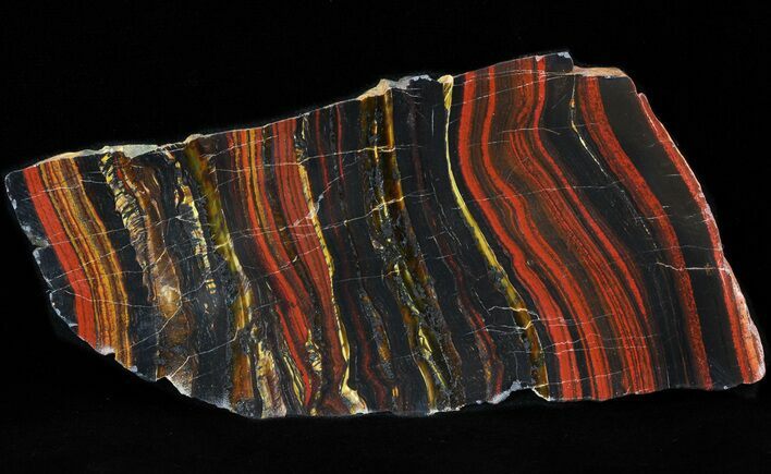 Polished Tiger Iron Stromatolite - ( Billion Years) #42600